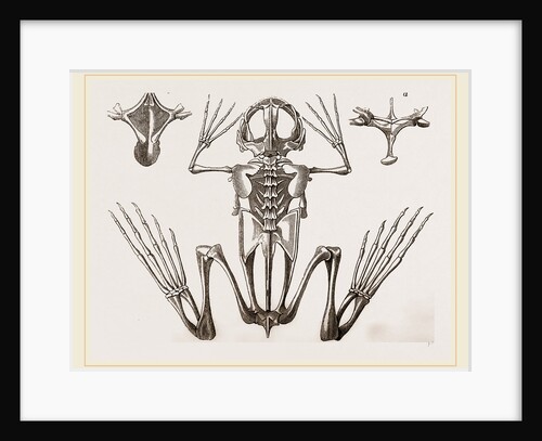 Skeleton of Cape Dactylaethra by Anonymous