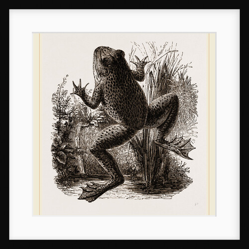Bull-Frog by Anonymous