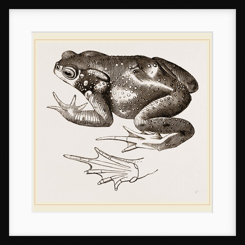 Common Toad by Anonymous