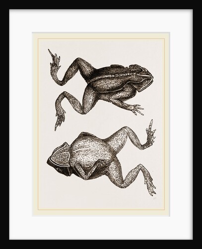 Mitred Toad by Anonymous
