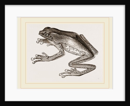 Bicoloured Tree-Frog by Anonymous