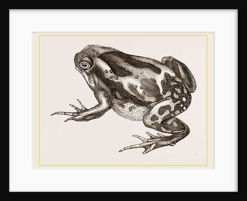 Marbled Toad by Anonymous