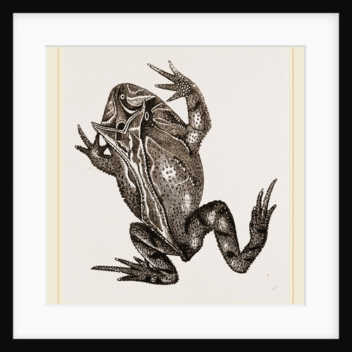 Boie's Ceratophris by Anonymous