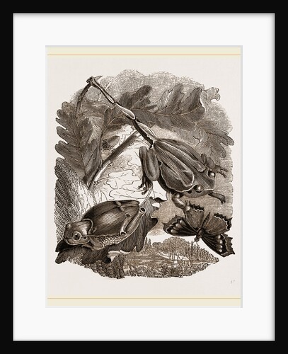 Green Tree-Frogs by Anonymous