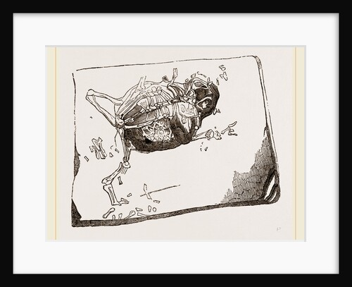 Gessner's Fossil Toad by Anonymous