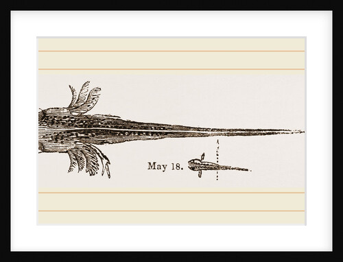 Tadpole at twelve days old by Anonymous