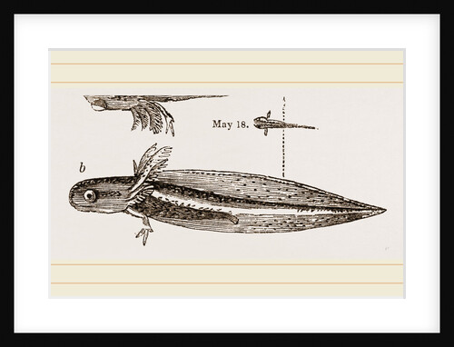 Tadpole at twelve days old by Anonymous