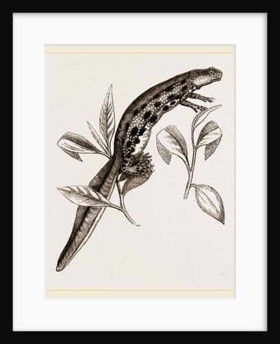 Common Water-Newt Female by Anonymous