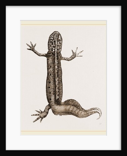 Common Water Newt Male by Anonymous