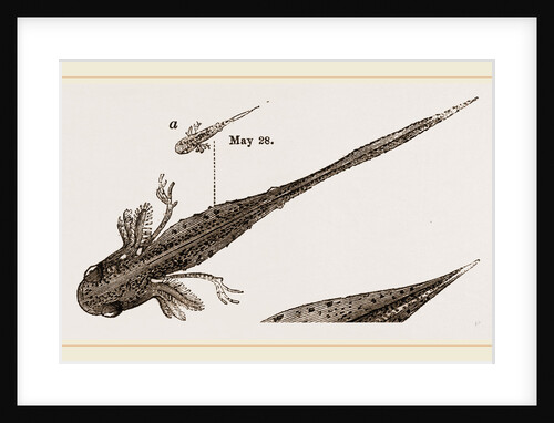 Tadpole at 22 and 37 days by Anonymous