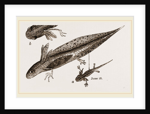 Tadpole at 22 and 37 days by Anonymous