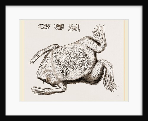 Surinam Toad by Anonymous