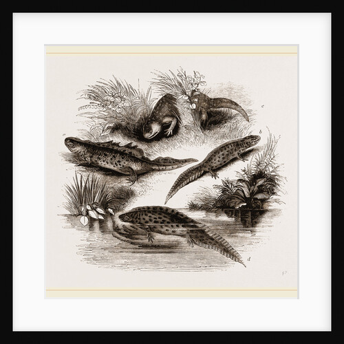 British Water Newts by Anonymous
