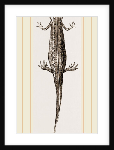 Common Smooth Newts by Anonymous