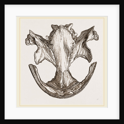 Skull of Siebobltia by Anonymous
