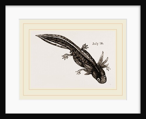 Last stage of Young Water Newt by Anonymous
