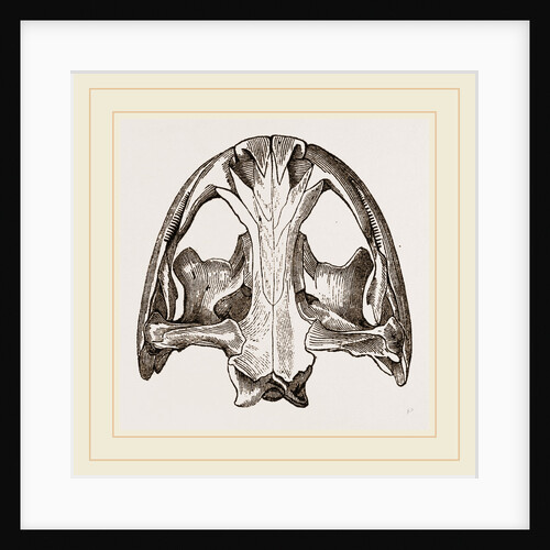 Skull of Menopome by Anonymous