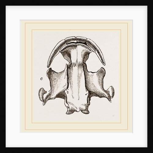 Skull of Menopome by Anonymous