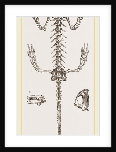 Skeleton of Salamander by Anonymous