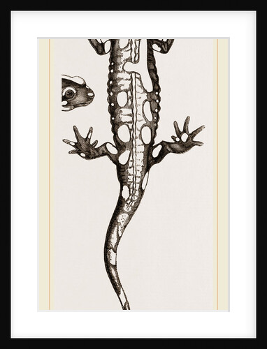 Spotted Salamander by Anonymous