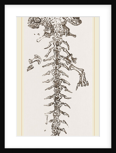Great Fossil Salamander by Anonymous