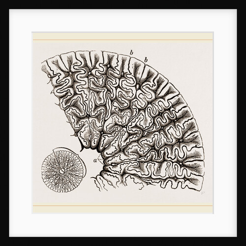 Tooth of Labyrinthodon by Anonymous