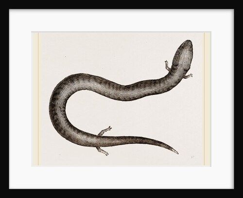 Three-toed Amphiuma by Anonymous