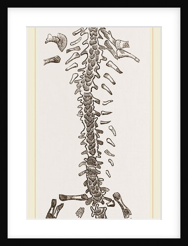 Great Fossil Salamander by Anonymous