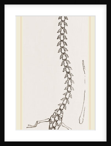 Skeleton of Proteus by Anonymous