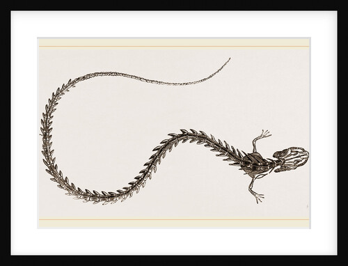 Skeleton of Striated Siren by Anonymous