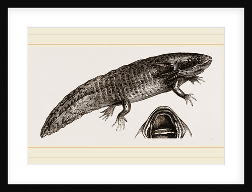 Siredon or Axolotl by Anonymous