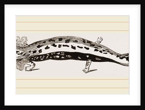 Necturus by Anonymous
