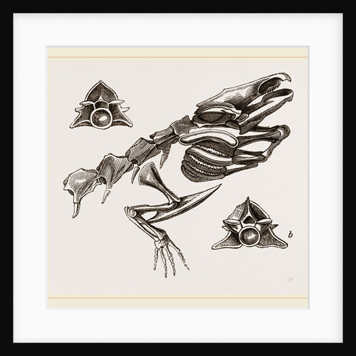 Head of Striated Siren by Anonymous