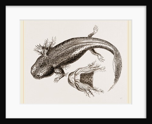 Siredon or Axolotl by Anonymous