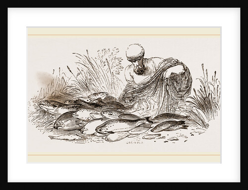 Group of Fishes by Anonymous