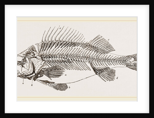 Slieleton of Perch by Anonymous