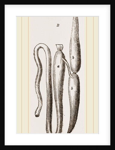 Simming-bladders of Dace and Conger-Eel by Anonymous