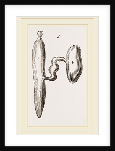 Simming-bladders of Dace and Conger-Eel by Anonymous