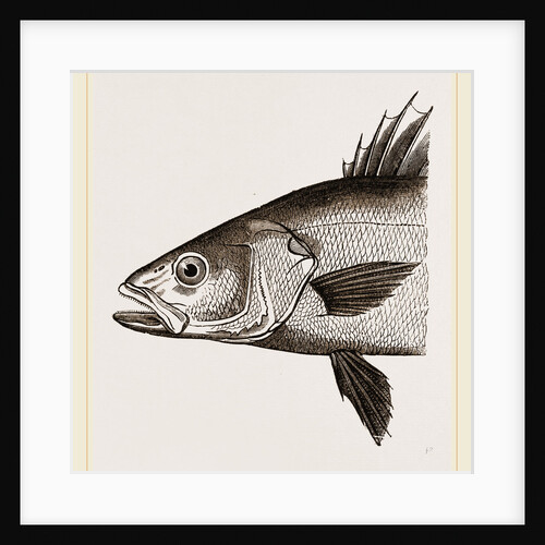 Head of Basse by Anonymous