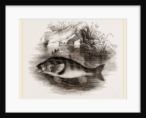 Perch by Anonymous