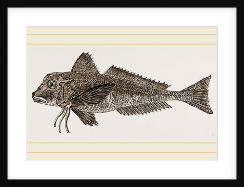 Streaked Gurnard by Anonymous
