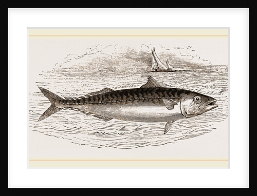 Mackerel by Anonymous