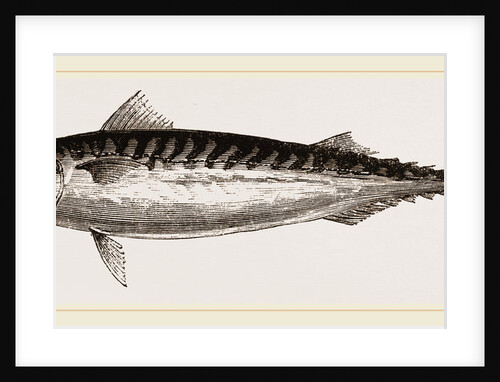 Mackerel by Anonymous