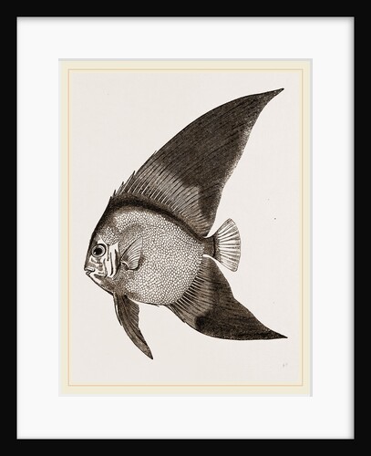 Bat Chaetodon by Anonymous