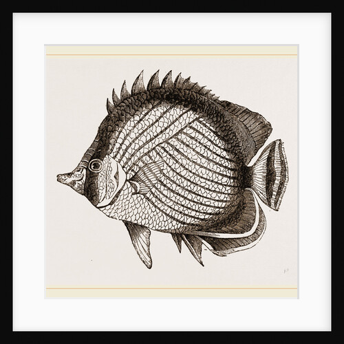 Wandering Chaetodon by Anonymous