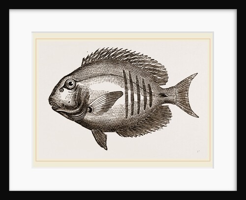 Surgical Chaetodon by Anonymous