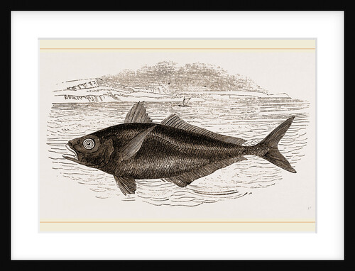 Horse-Mackerel by Anonymous