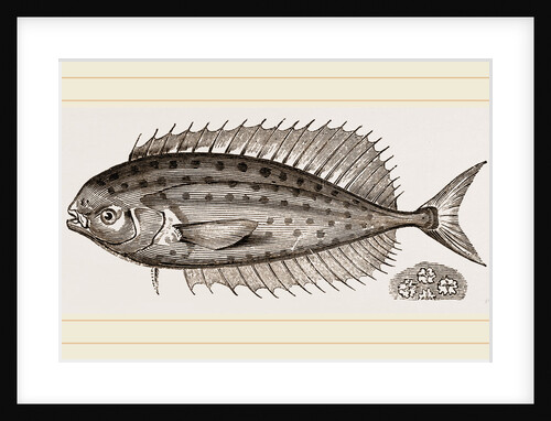 Starred Coryphaena by Anonymous