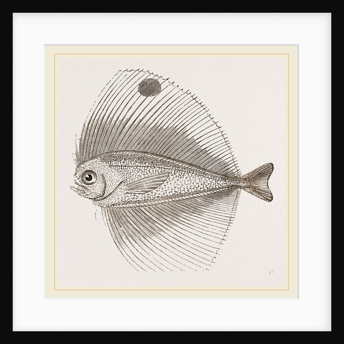 Ocellated Pteraclis by Anonymous