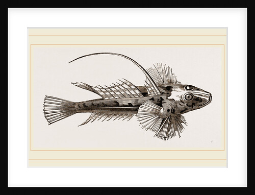 Gemmeous Dragonet by Anonymous